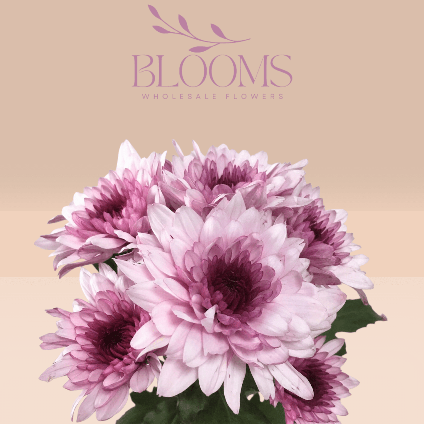 Chrysanthemum Dubble Color - Blooms Flowers