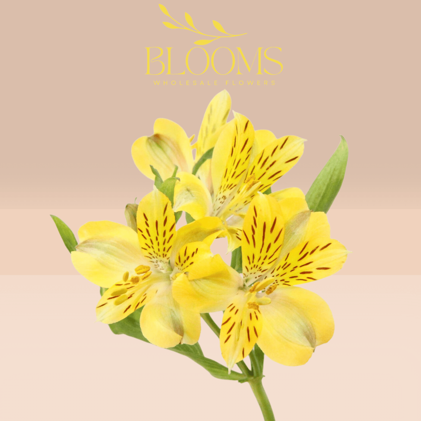 Alstroemeria Yellow - Blooms Flowers