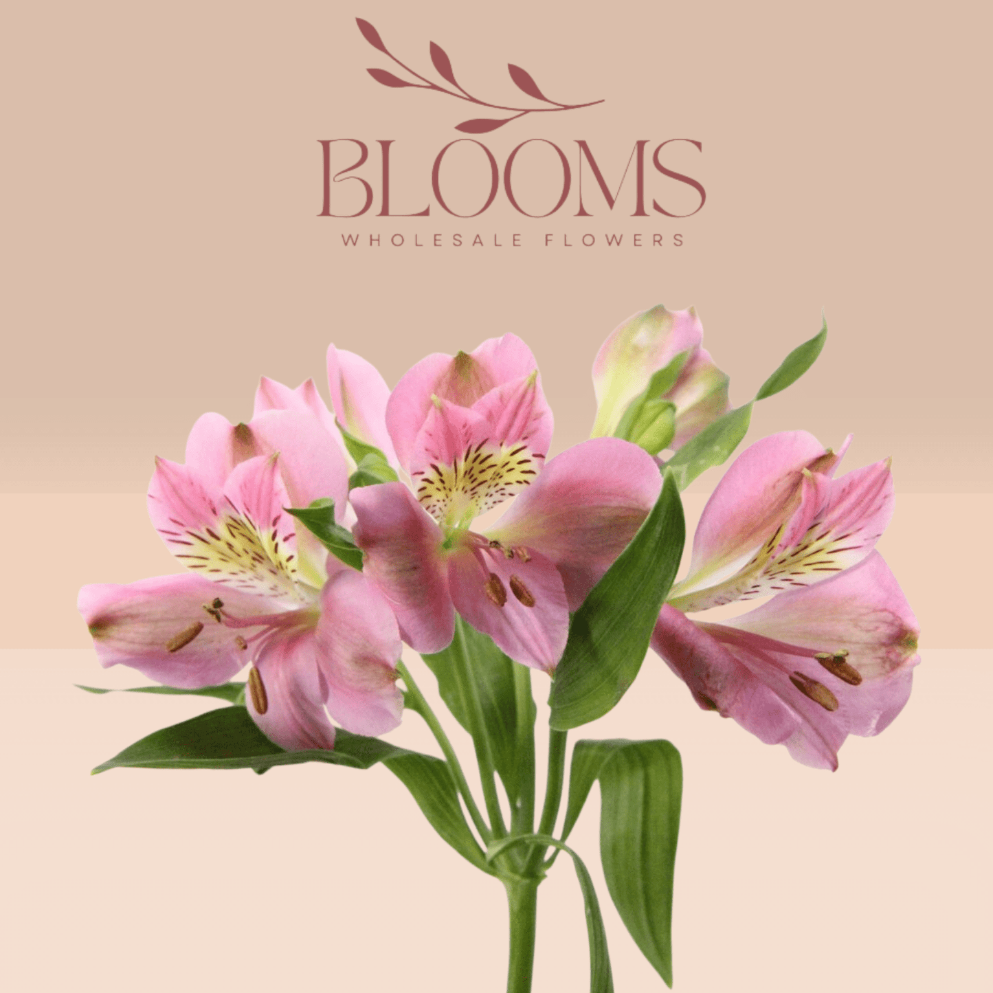 Alstroemeria Light Pink - Blooms Flowers