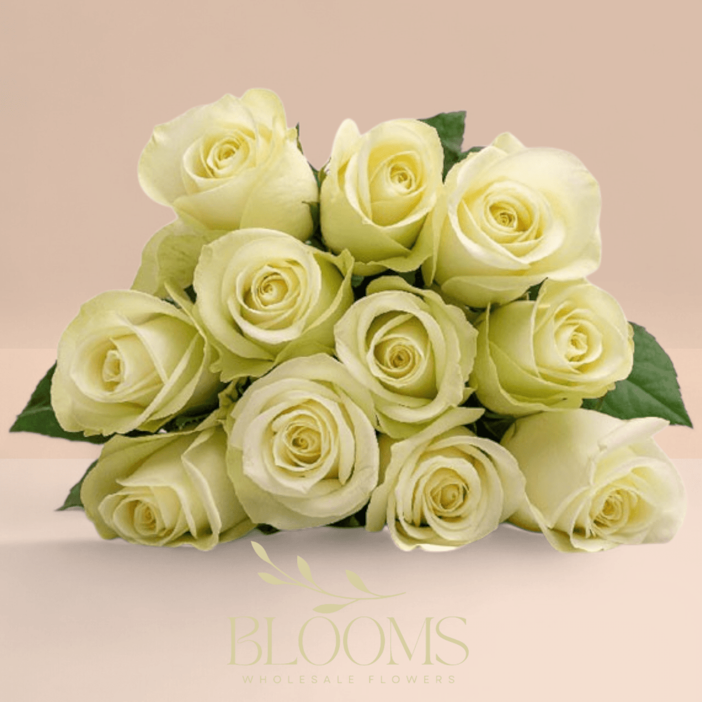 White Rose KE - Blooms Flowers