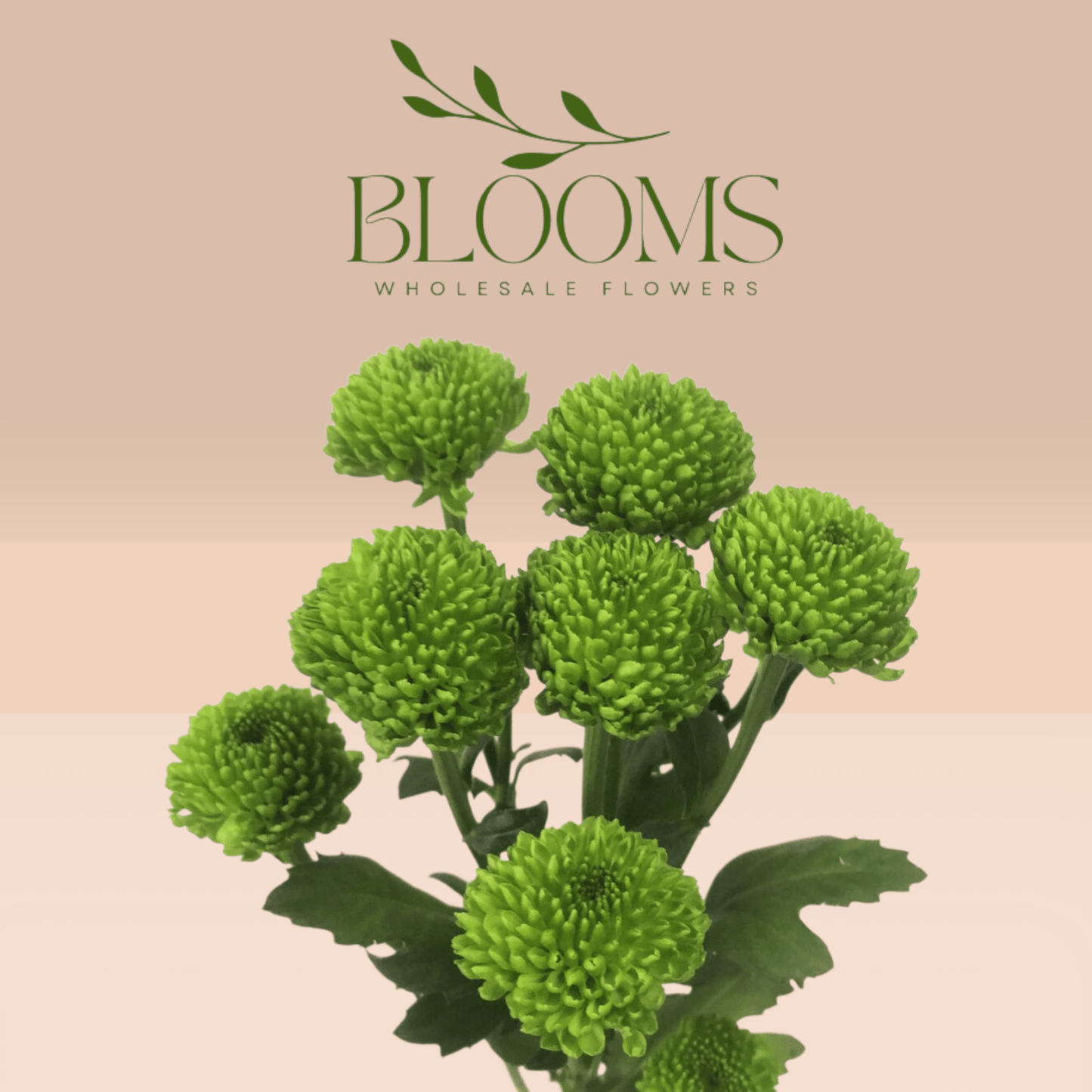 Chrysanthemums Green - Blooms Flowers