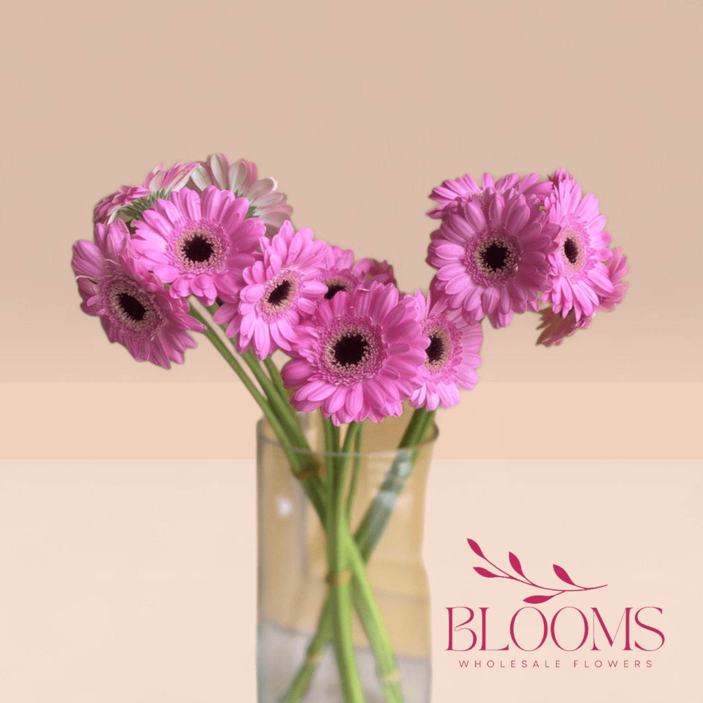 Gerbera Pink 2 - Blooms Flowers