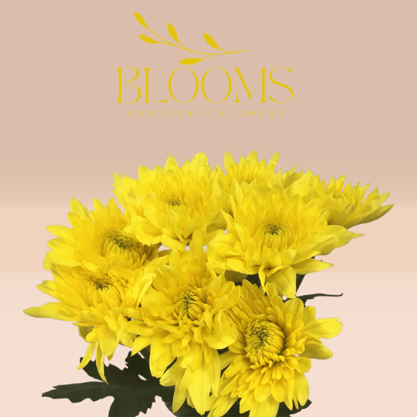Chrysanthemums Yellow - Blooms Flowers