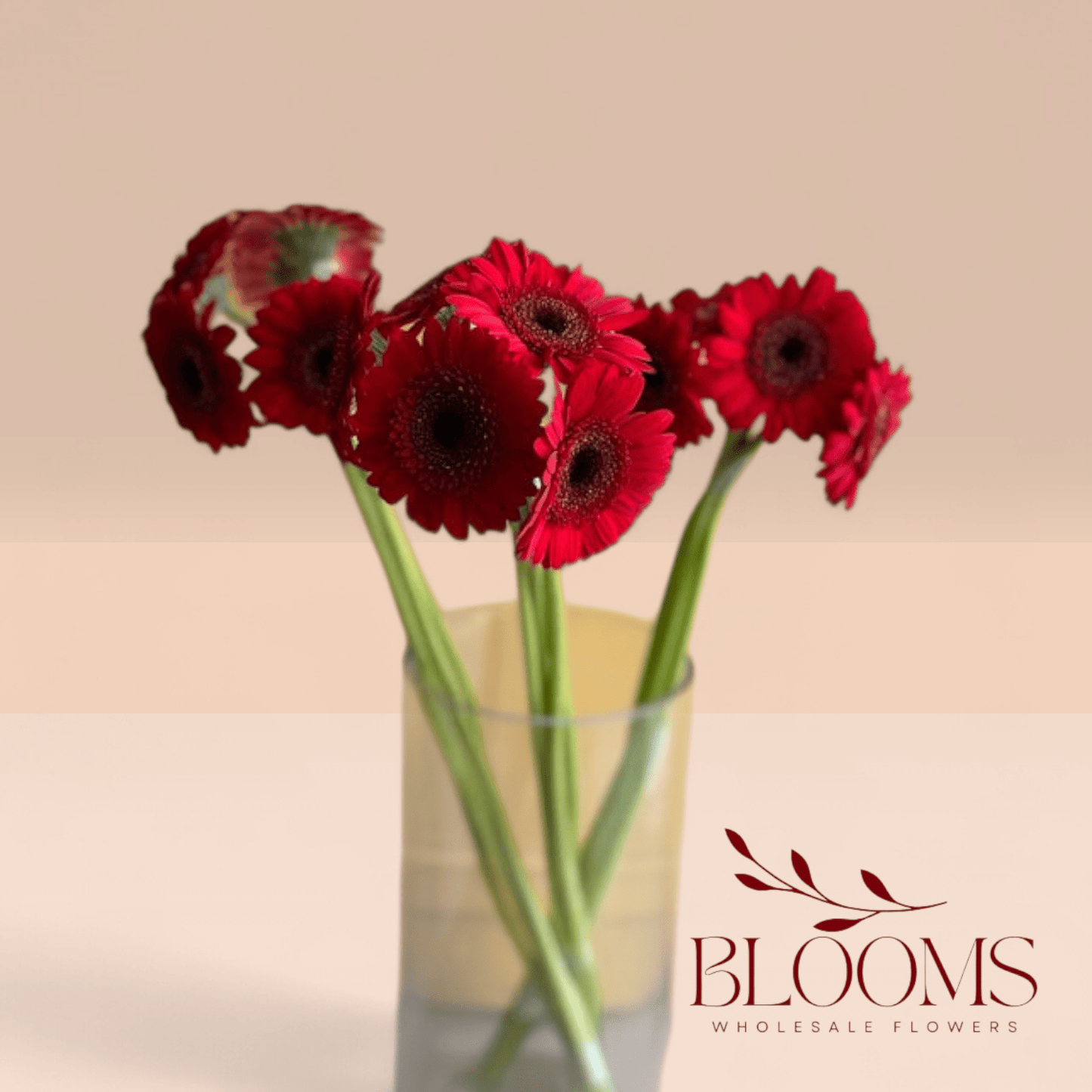 Gerbera Red - Blooms Flowers
