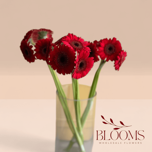 Gerbera Red - Blooms Flowers