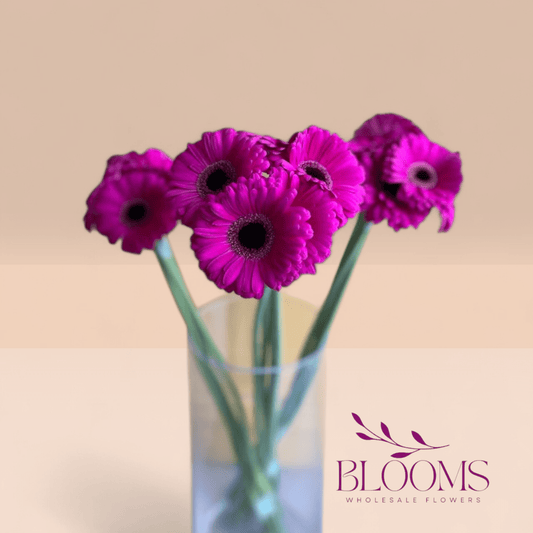 Gerbera Dark Pink - Blooms Flowers
