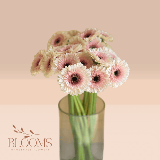 Gerbera Dual Tone - Blooms Flowers