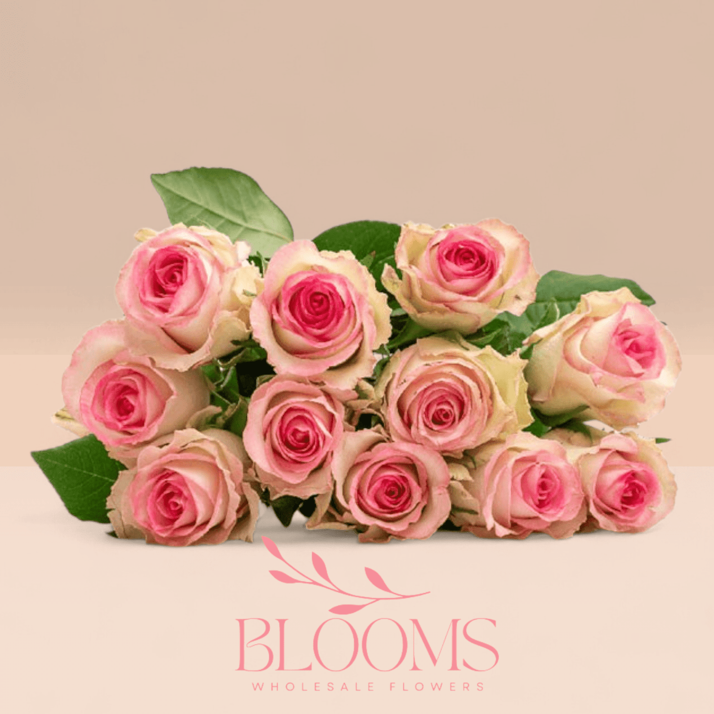 Ace Pink - Blooms Flowers
