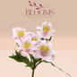 Alstroemeria Atlanta - Blooms Flowers
