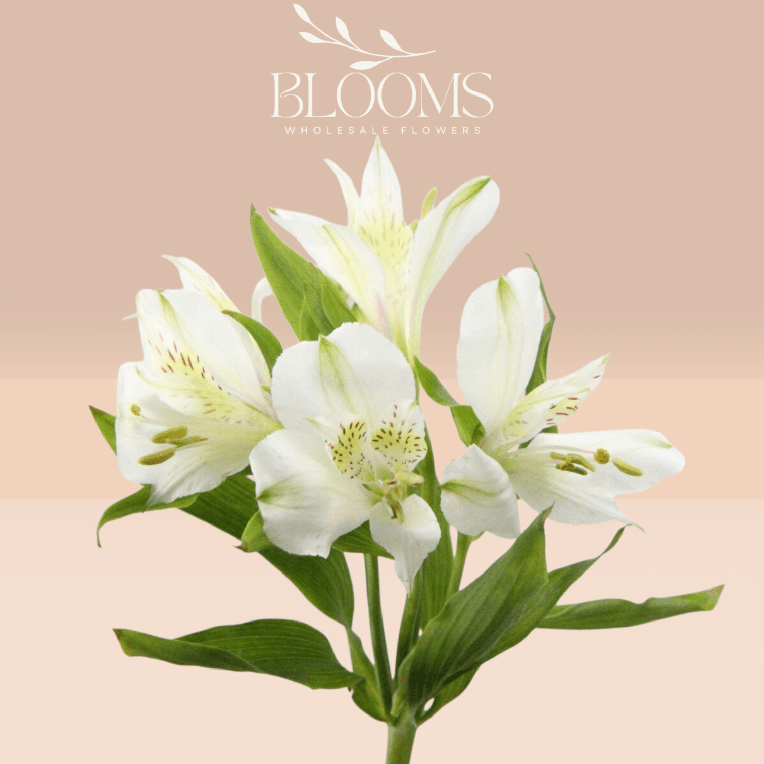 Alstroemeria White - Blooms Flowers