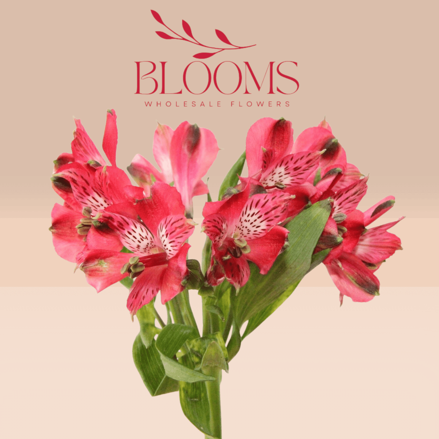 Alstroemeria Red - Blooms Flowers