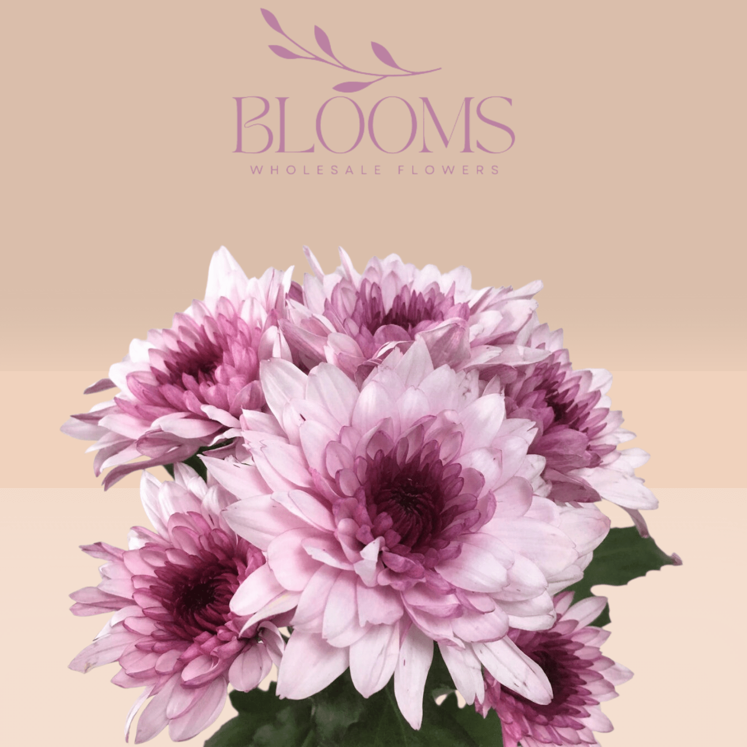 Chrysanthemum Dubble Color - Blooms Flowers