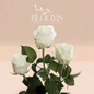 Countdown - Blooms Flowers