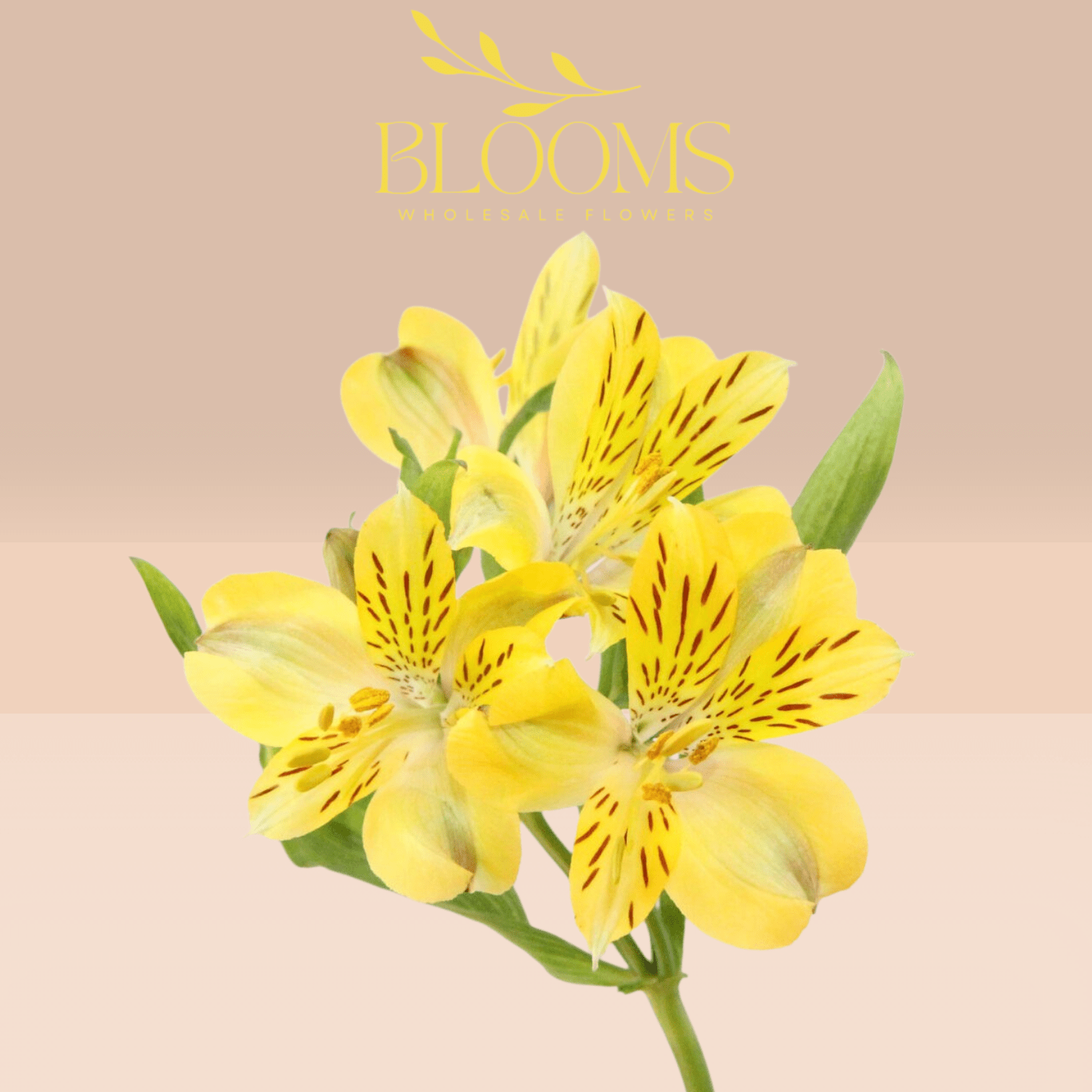 Alstroemeria Yellow - Blooms Flowers