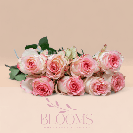 Jumila - Blooms Flowers