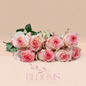 Jumila - Blooms Flowers