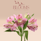 Alstroemeria Light Pink - Blooms Flowers