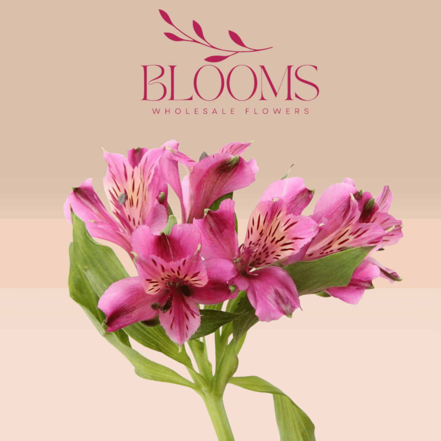 Alstroemeria Dark Pink - Blooms Flowers