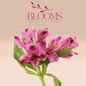 Alstroemeria Dark Pink - Blooms Flowers