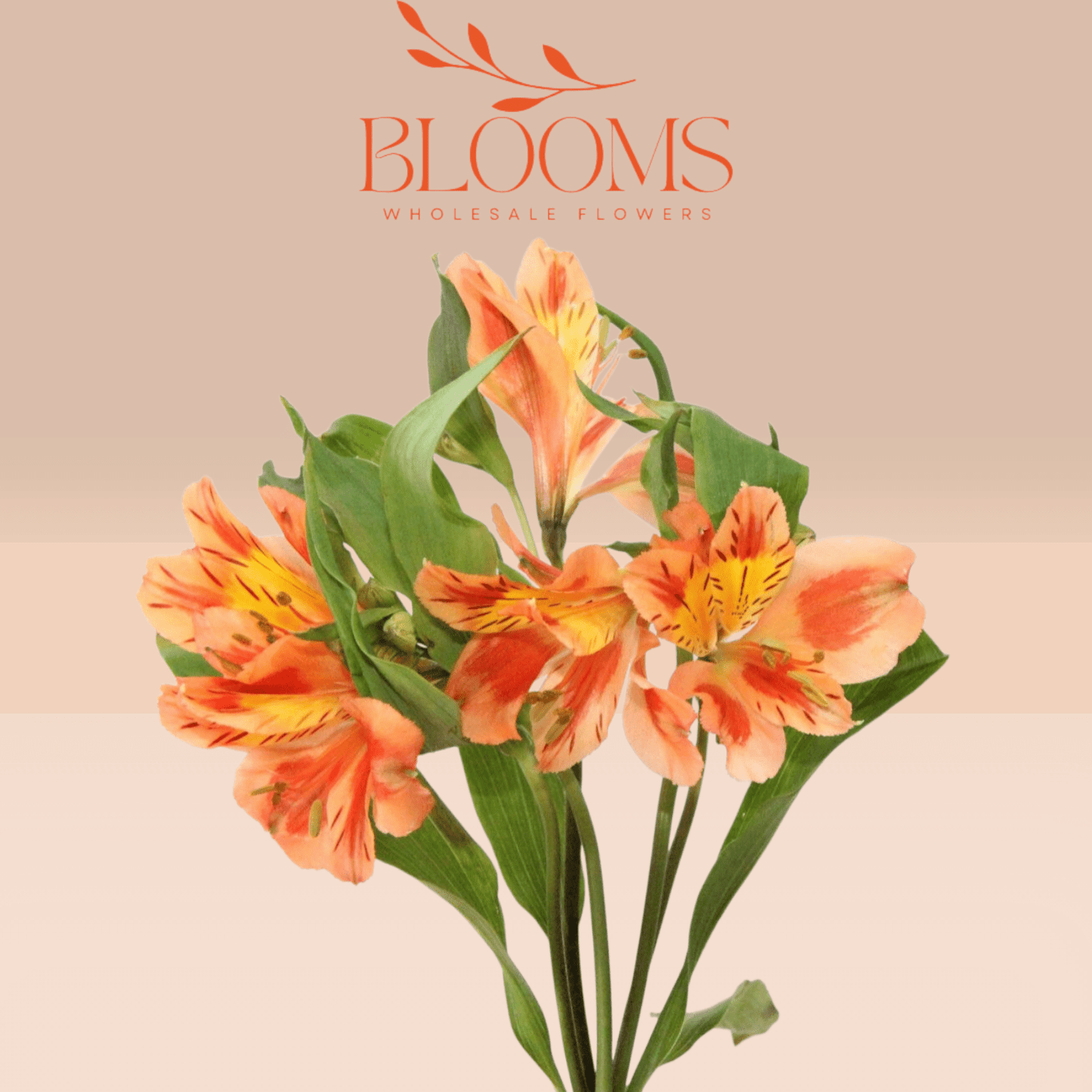 Alstroemeria Orange - Blooms Flowers