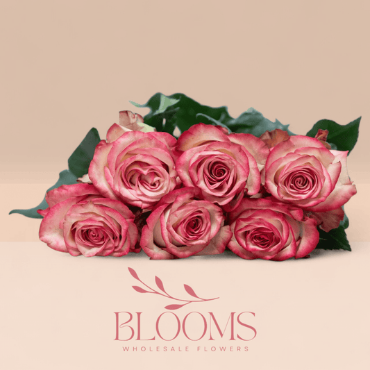 Paloma - Blooms Flowers