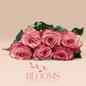 Paloma - Blooms Flowers