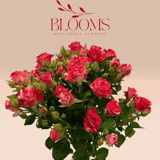 Spray Rose Fireworks - Blooms Flowers