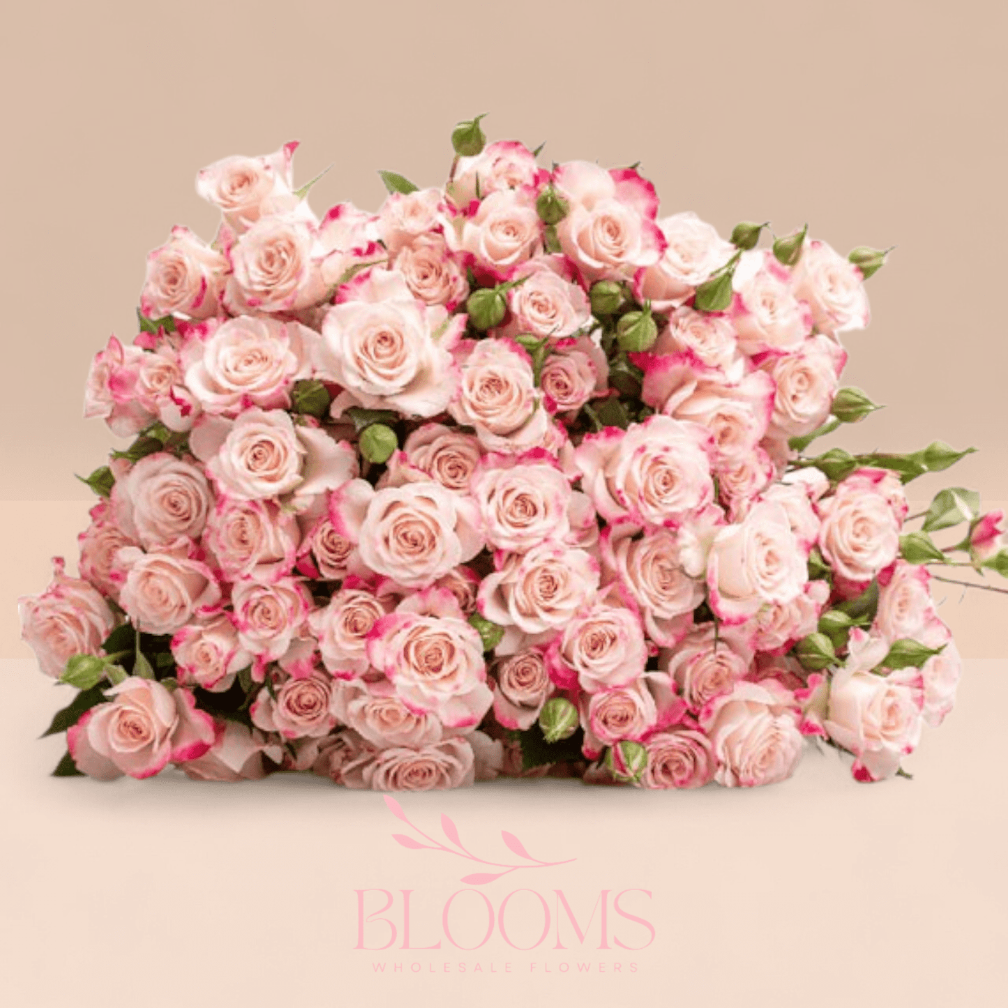 Spray Rose Reflex - Blooms Flowers