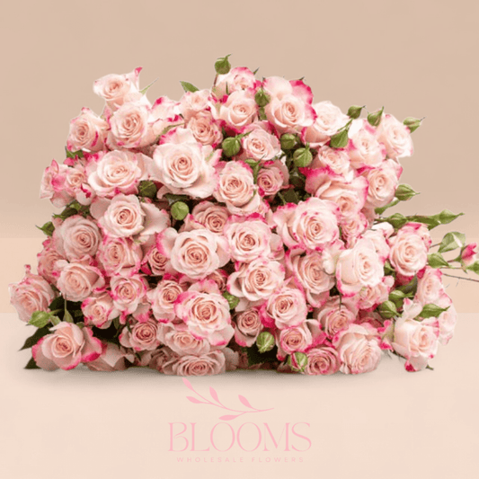 Spray Rose Reflex - Blooms Flowers