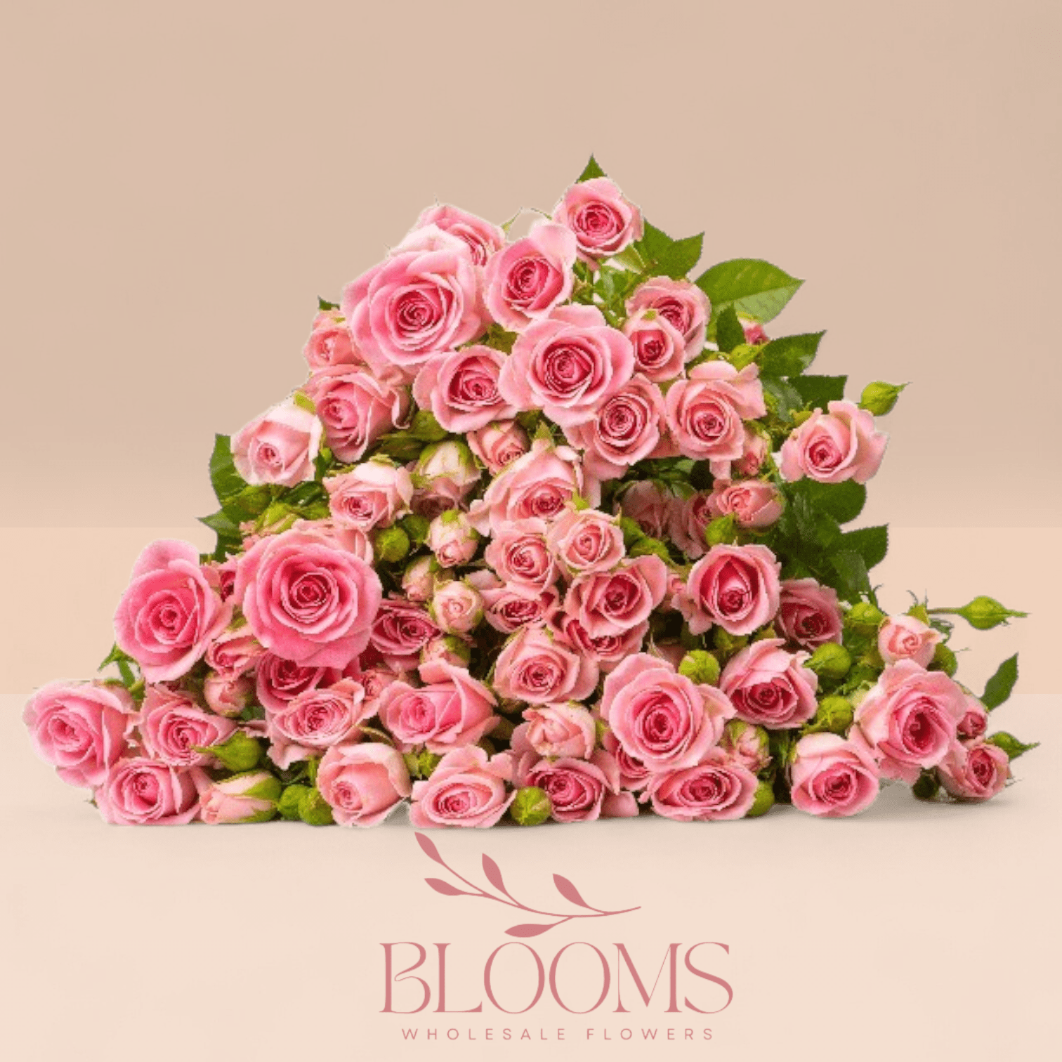 Spray Rose Odila - Blooms Flowers