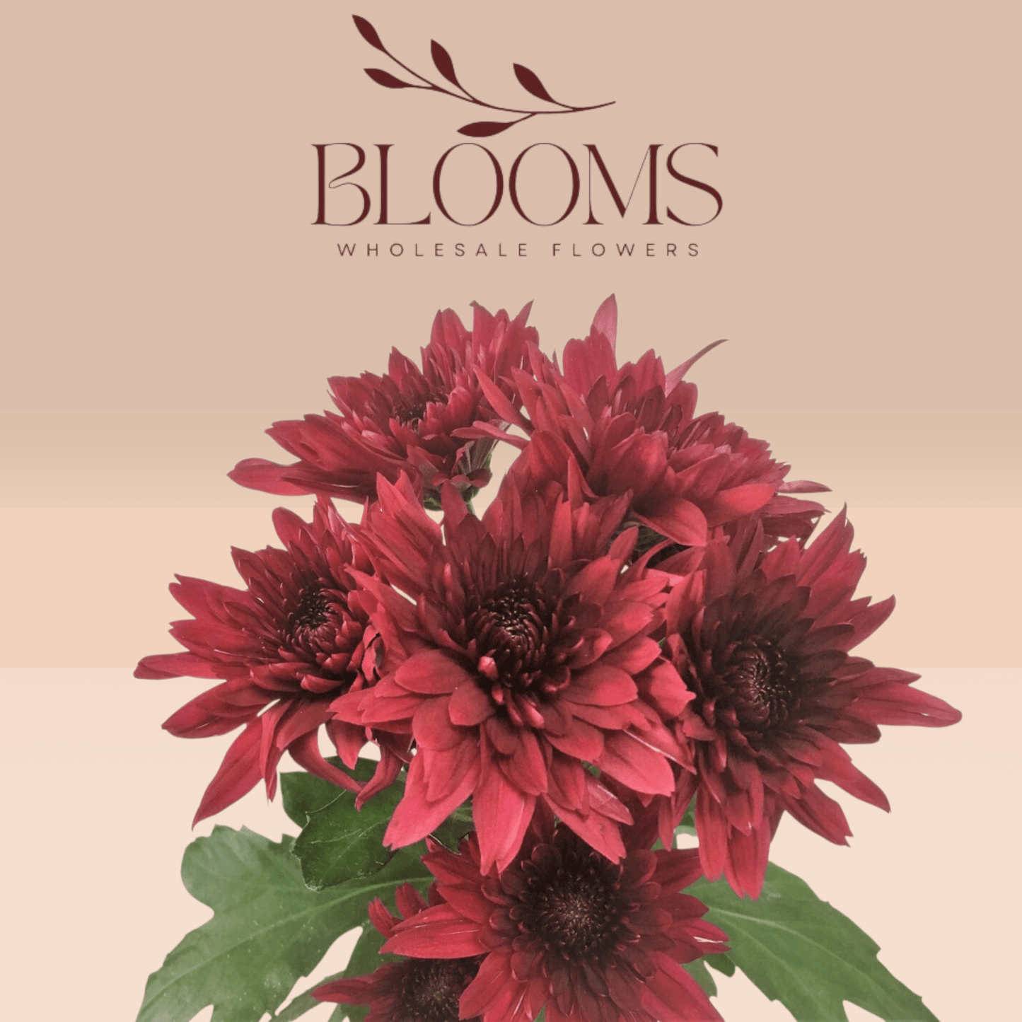Chrysanthemums Red - Blooms Flowers