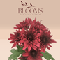 Chrysanthemums Red - Blooms Flowers