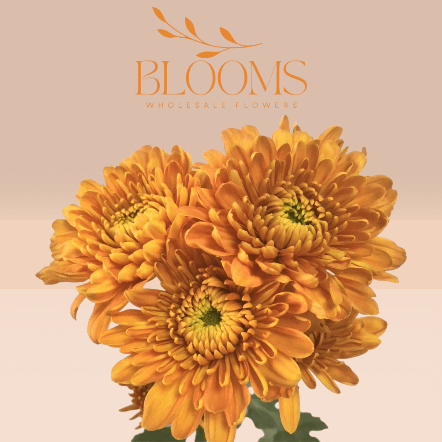 Chrysanthemums - Blooms Flowers