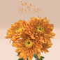 Chrysanthemums - Blooms Flowers