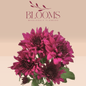 Chrysanthemums Purple - Blooms Flowers
