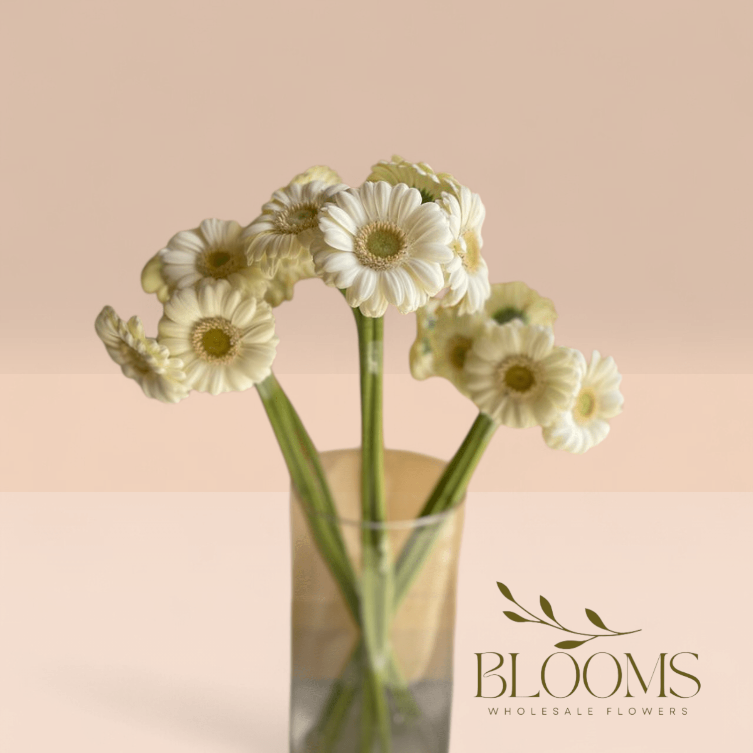 Gerbera White 2 - Blooms Flowers