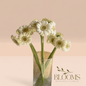 Gerbera White 2 - Blooms Flowers