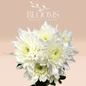 Chrysanthemums White - Blooms Flowers
