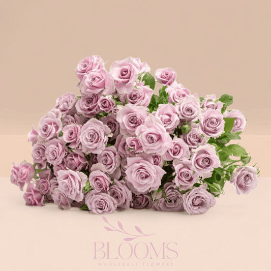 Spray Rose Lavender Queen - Blooms Flowers