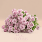 Spray Rose Lavender Queen - Blooms Flowers