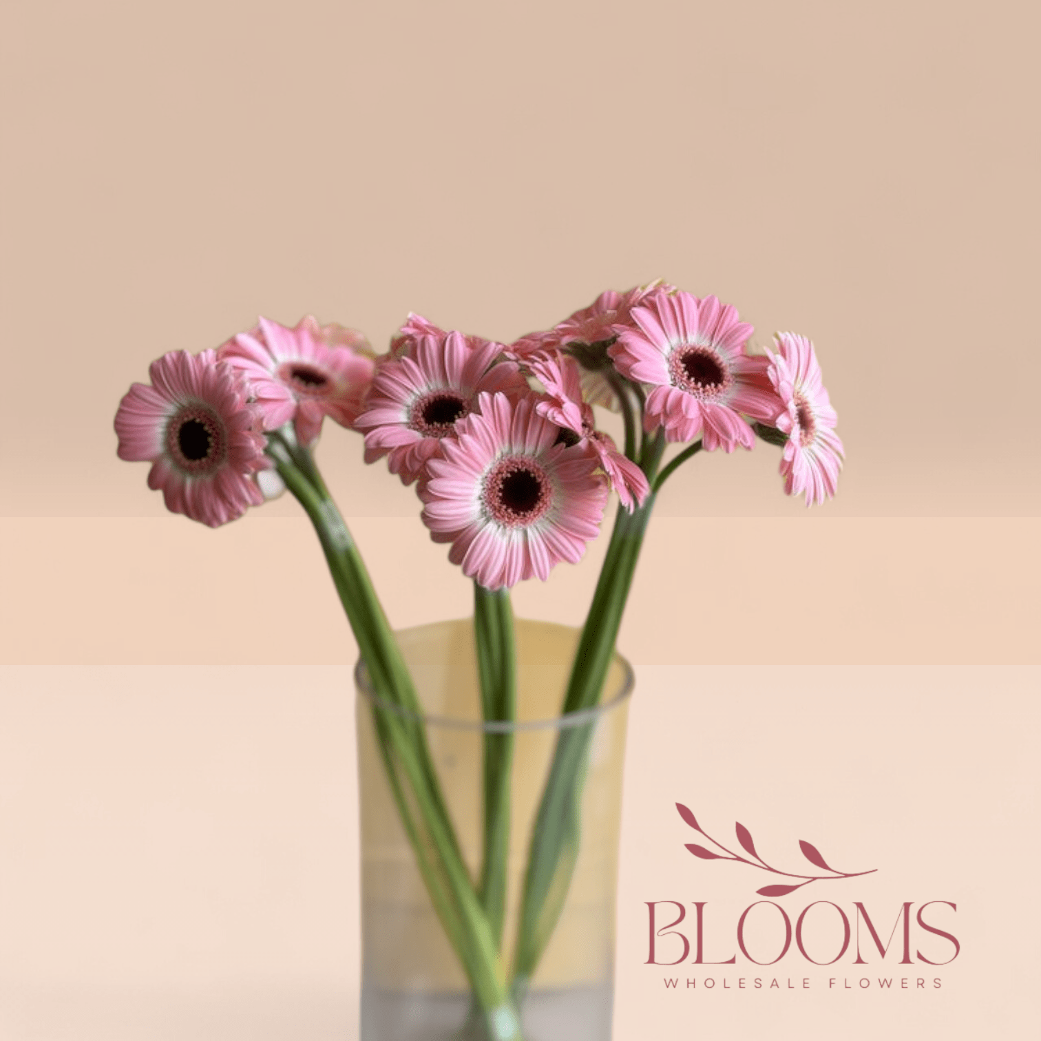 Gerbera Pink - Blooms Flowers