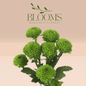 Chrysanthemums Green - Blooms Flowers