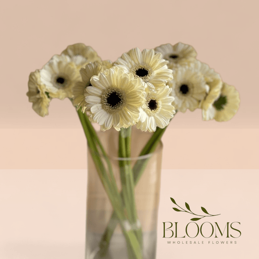 Gerbera White - Blooms Flowers