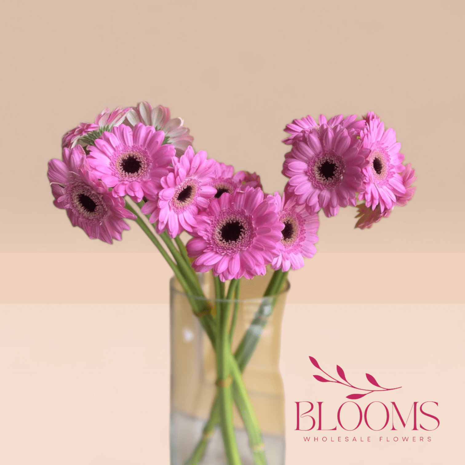 Gerbera Pink 2 - Blooms Flowers
