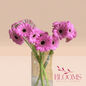 Gerbera Pink 2 - Blooms Flowers